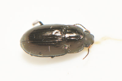 Hsthagaberget Halland 18.6-21 4,8 mm