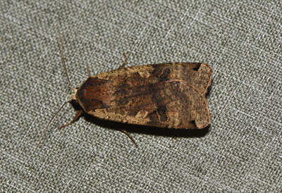 Noctua pronuba ( Strre bandfly )