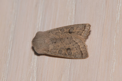 Orthosia cerasi ( Buskslgfly )