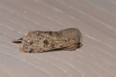 Orthosia incerta ( Strre slgfly )