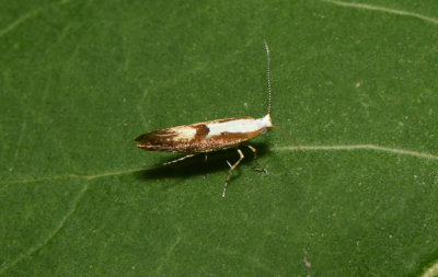 Argyresthia pruniella ( Krsbrsmal )