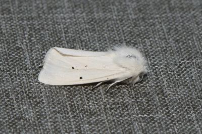 Spilosoma urticae ( Vit tigerspinnare )