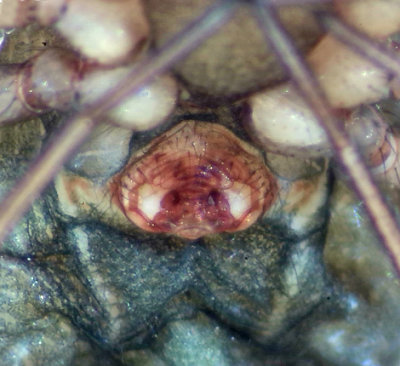 Centromerus sylvaticus ( Fälttäckvävare )