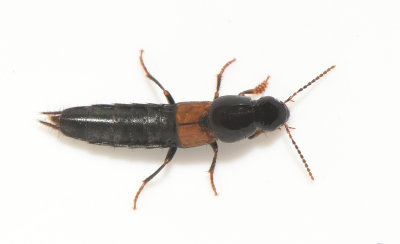 Quedius molochinus  9-12 mm