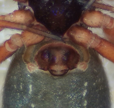 Himlen Halland 18.1-22 epigyne adult female