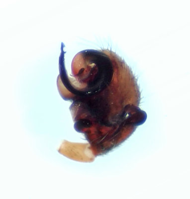 Himlen Halland 18.1-22 palp adult male
