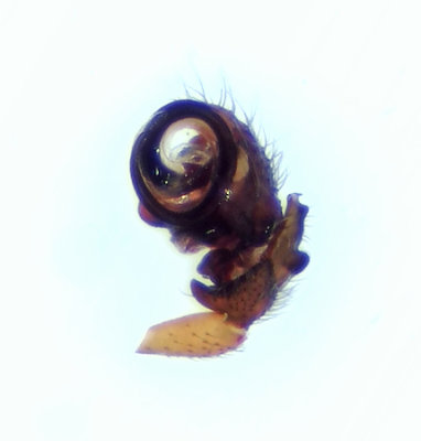 Walckenaeria acuminata ( Periskopspindel )