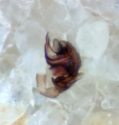 Walckenaeria dysderoides ( Slankhuvudspindel )