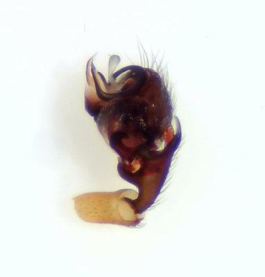 Walckenaeria nudipalpis ( Skogshuvudspindel )