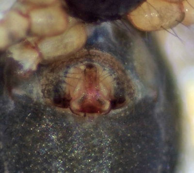 Tenuiphantes tenebricola ( Markmattvvare )