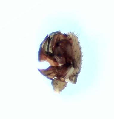 Lepthyphantes leprosus ( Husmattvävare )