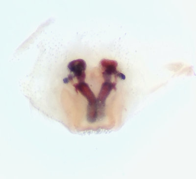 Apelviken Halland 20.3-22 vulva adult female