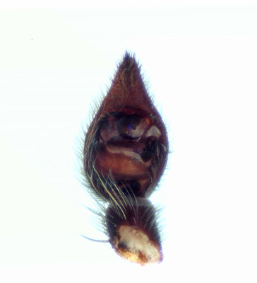 Alopecosa barbipes ( Hedvargspindel )