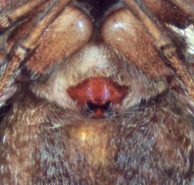 Alopecosa accentuata ( Hedvargspindel )