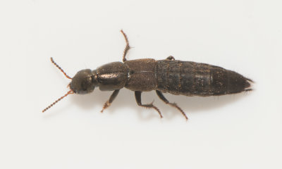 Ocypus aeneocephalus  15 mm