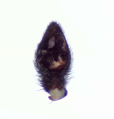 Pardosa agrestis ( Fltvargspindel )