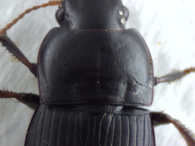 Harpalus tardus ( Grusfrlpare ) 9 mm