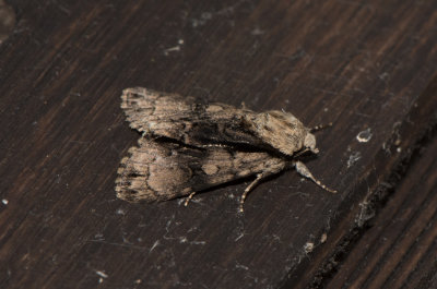 Acronicta alni ( Alaftonfly )