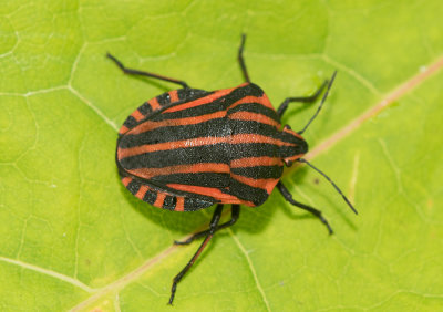 Graphosoma lineatum ( Strimlus )