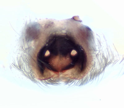 Scotophaeus quadripunctatus ( Golvmusspindel )