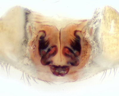 Sbytorp Vstmanland 25.6-22 vulva adult female