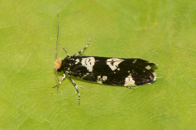 Triaxomera fulvimitrella ( Nunnesvampmal )
