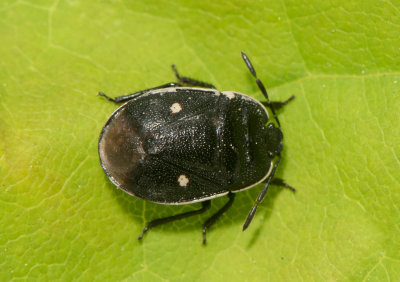 Adomerus biguttatus ( Tvflckig taggbening )