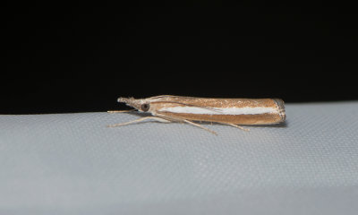 Agriphila latistria ( Lngstreckat grsmott )