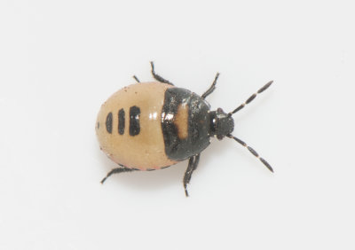 Tritomegas bicolor ( Svartvit taggbening )