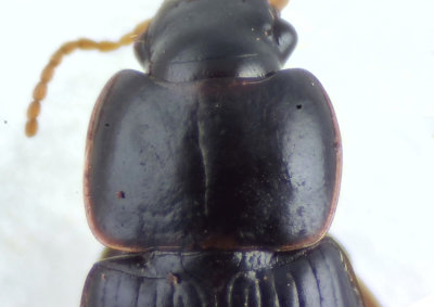 Harpalus pumilus ( Dvrgfrlpare )  5,1 mm