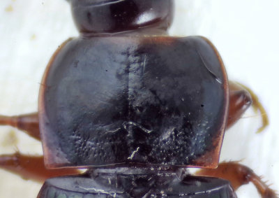 Harpalus smaragdinus ( Sandfrlpare )