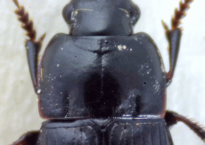 Harpalus anxius ( Smal frlpare )