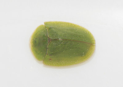 Cassida viridis ( Grn skldbagge )  9 mm
