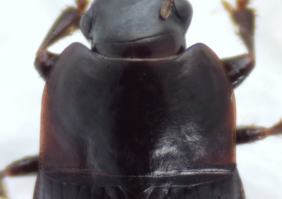 Harpalus servus ( Oval frlpare ) 8 mm