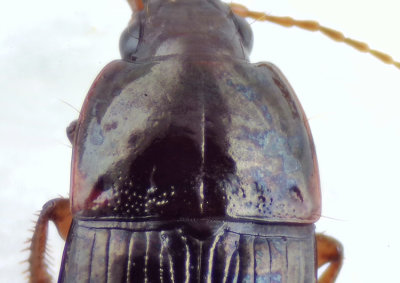 Amara praetermissa ( skornlpare )  6,2 mm