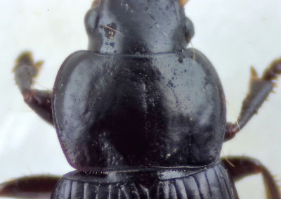 Harpalus neglectus ( Dynfrlpare ) 7,8 mm