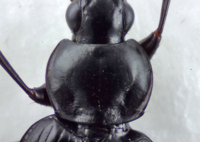 Agonum lugens ( Gyttjekrrlpare )