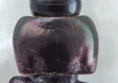 Harpalus affinis ( Kameleontfrlpare )