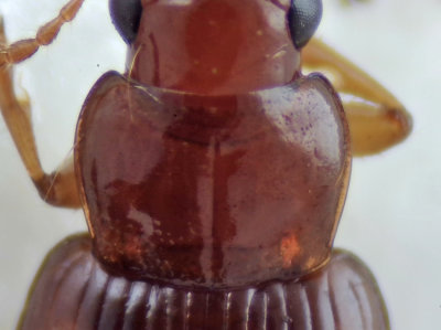 Bradycellus verbasci ( Rdgul vinterlpare ) 5,3 mm