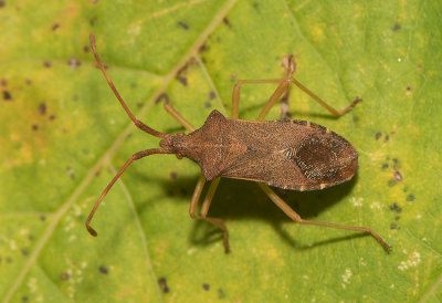 Gonocerus  acuteangulatus
