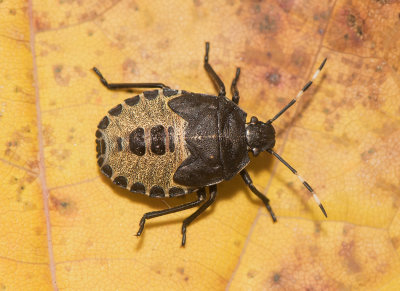Rhaphigaster nebulosa