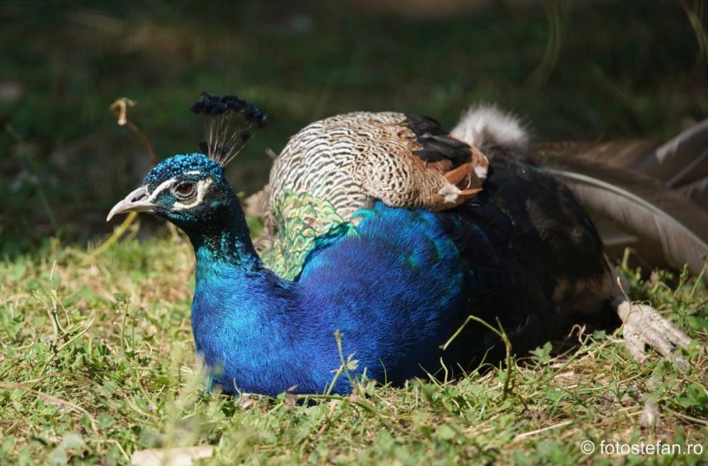 gradina-zoologica-bucuresti_paun.JPG