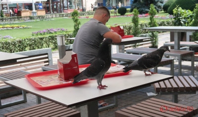timisoara-porumbei-kfc.JPG