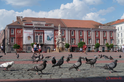 timisoara-porumbei-piata-libertatii.JPG