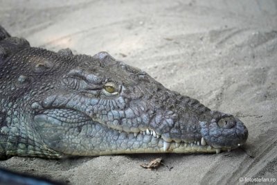 gradina-zoologica-bucuresti-crocodil.JPG