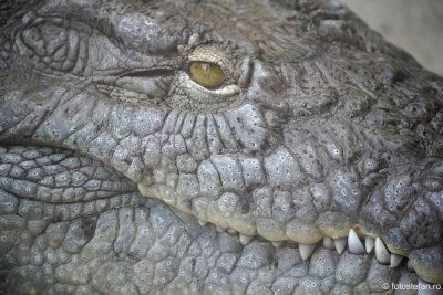 gradina-zoologica-bucuresti-crocodil_02.JPG