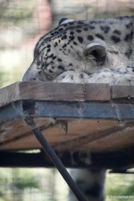 gradina-zoologica-bucuresti-leopard_02.JPG