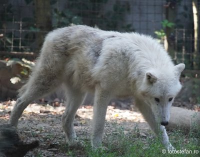 gradina-zoologica-bucuresti-lup-siberian_02.JPG