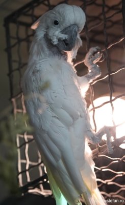 gradina-zoologica-bucuresti-papagal-cacatua.JPG