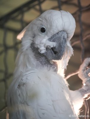 gradina-zoologica-bucuresti-papagal-cacatua_02.JPG